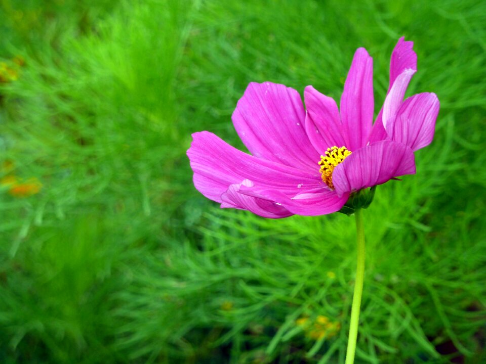 Purple nature plant