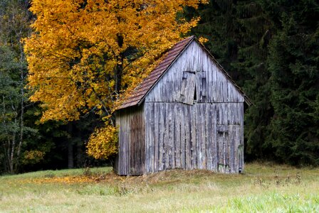 Leaves nature meadow photo