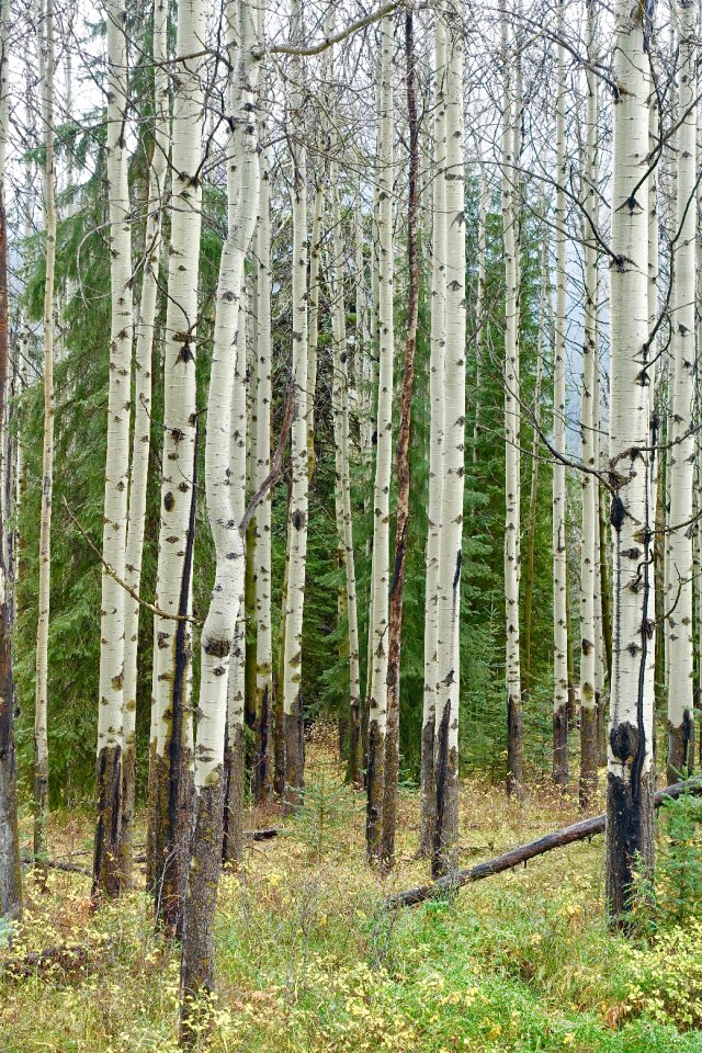 Pattern woods