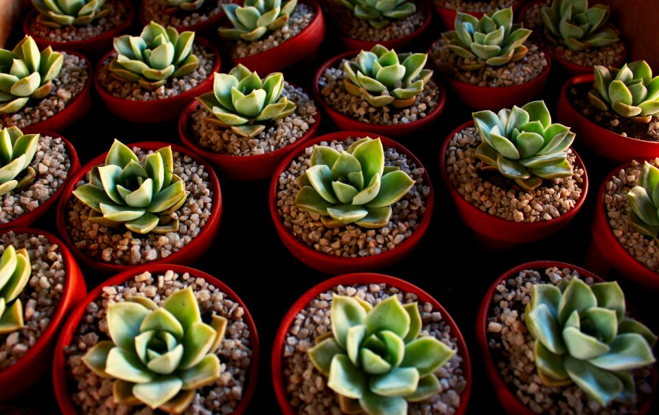 Collection cactus houseplant