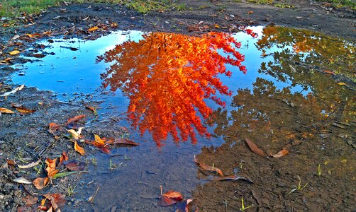 Golden autumn puddle bright