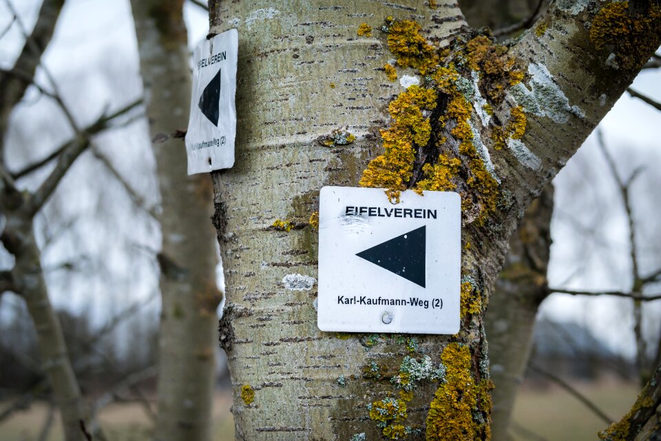 Eifel club forest nature