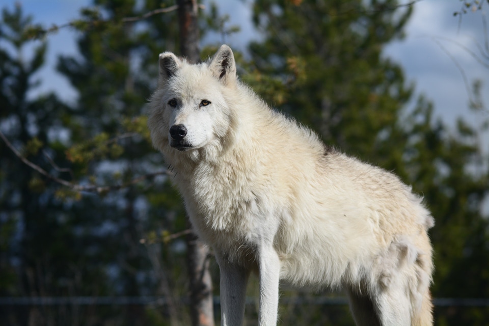 Forest woods animal