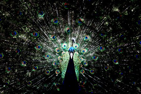Bird colorful tail feathers