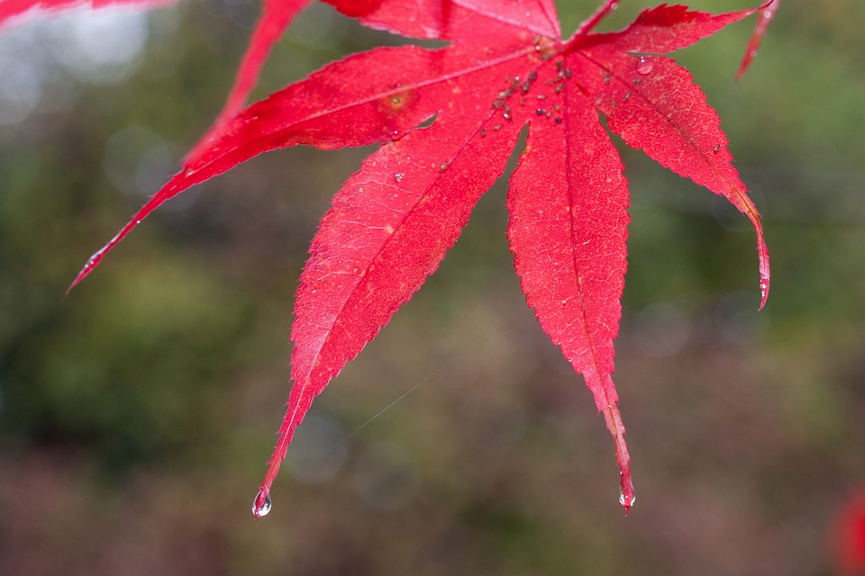 Color red japanese maple
