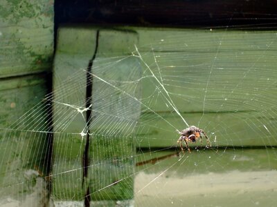 Web green web