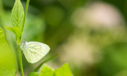 Insect nature garden photo