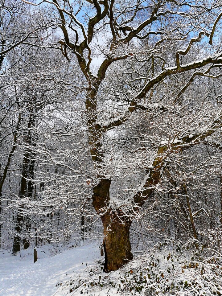 Cold forest frost