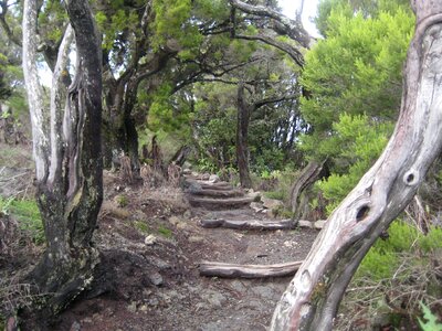 Away trees canary island