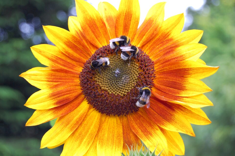 Bees sunflower summer