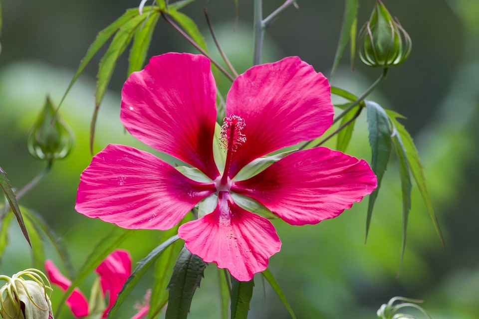 Large red flower plant flowering plant