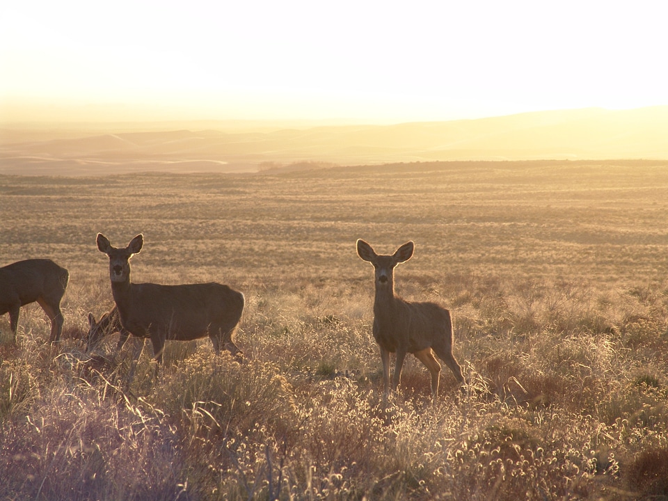Animal nature scheu