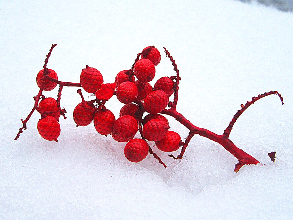 Cold branch red