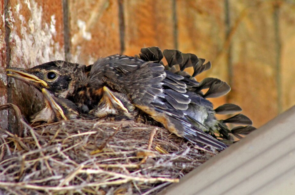 Wildlife animal young