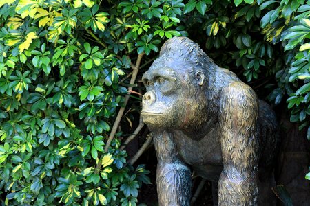 Zoo animal fauna