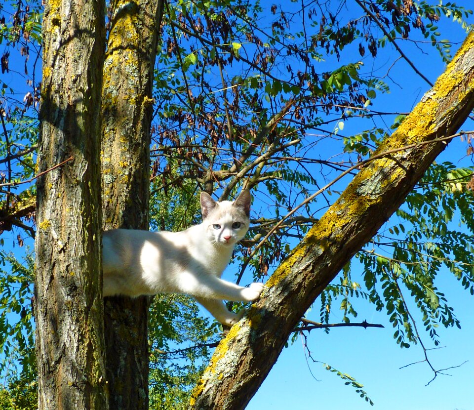 Feline cute animals