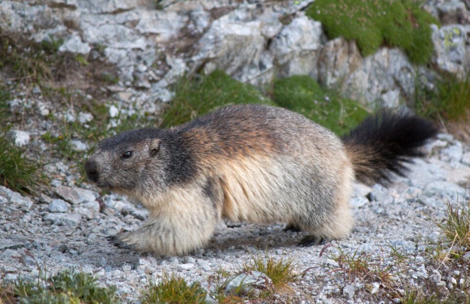Rodent alpine marmot marmota marmota