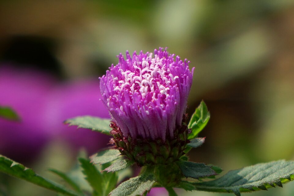 Park ju ground purple wild flowers