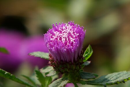 Park ju ground purple wild flowers