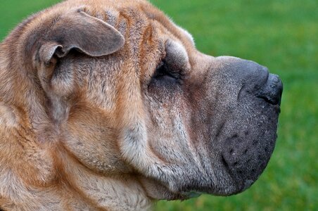 Sharpei profile close up