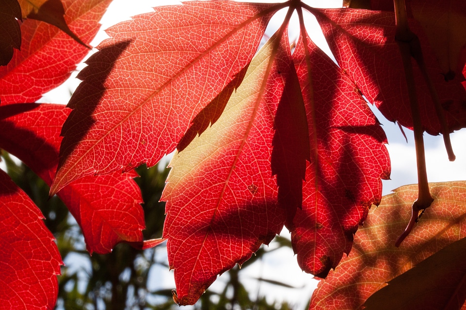 Leaves leaves in the autumn colorful