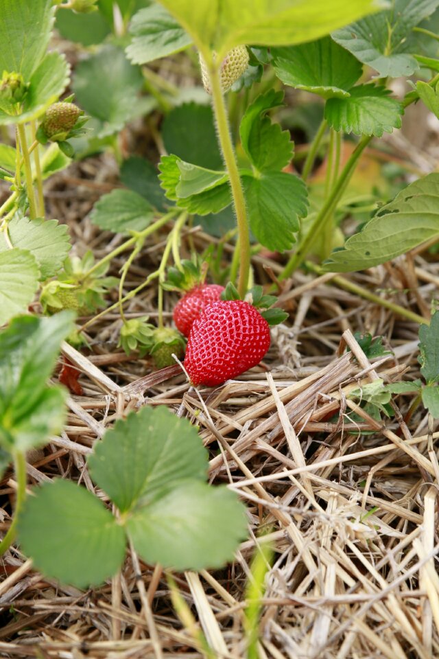 Red fruits red fruits