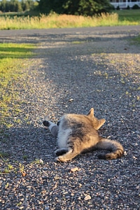 Feline domestic looking