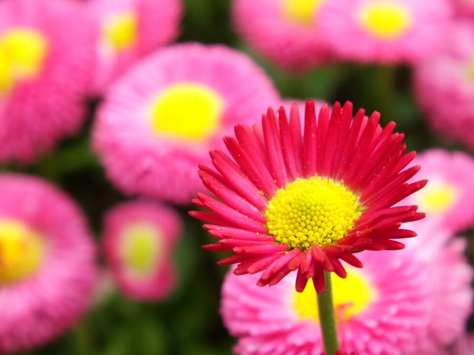 Red flowers red pink