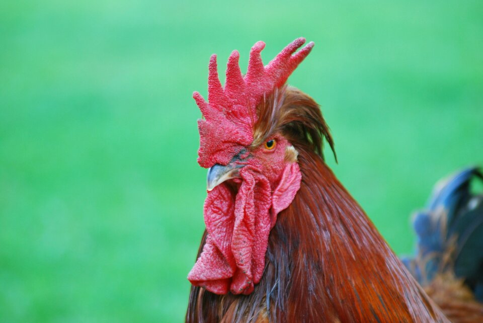 Beak poultry farm