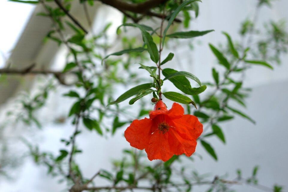 Punica granatum l flowering red