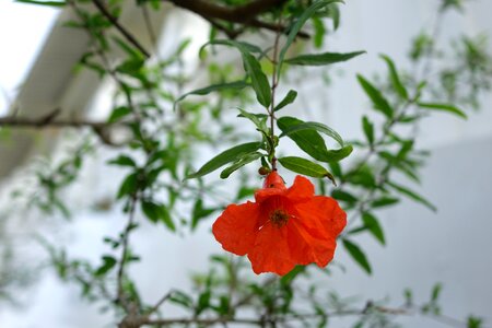 Punica granatum l flowering red