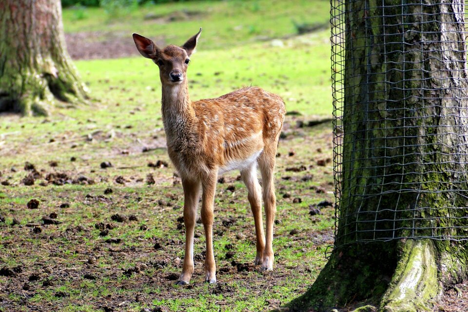 Animal forest fallow deer