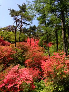 Miyagi mountain azalea photo
