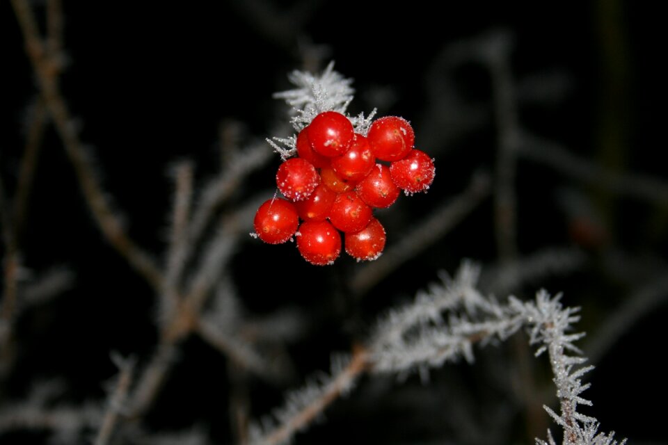 Nature plant cold