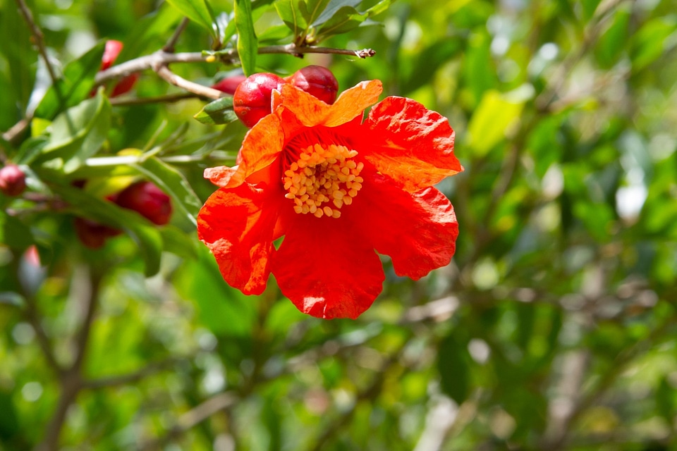 Fruit tree red flower plant