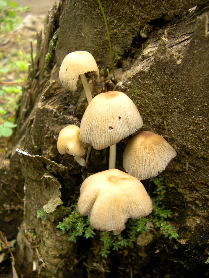 Grebes poisonous mushrooms summer