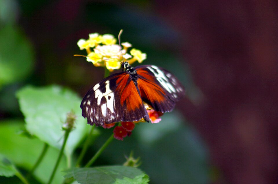 Insect transformation metamorphosis