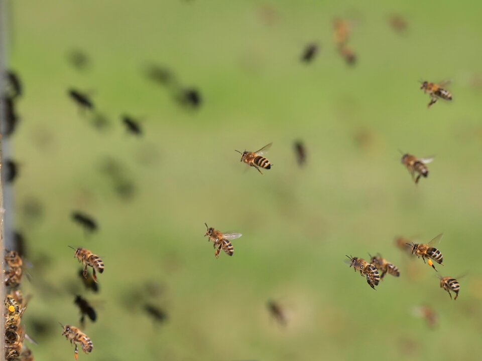 Honey bees work beekeeping