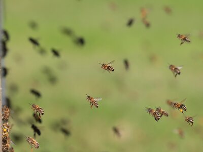 Honey bees work beekeeping photo