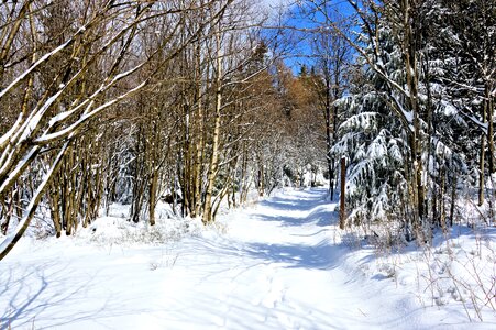 Conifers firs away