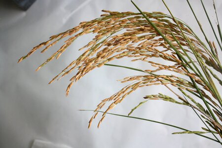 Jasmine rice gray rice