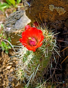 Blossom cacti desert photo
