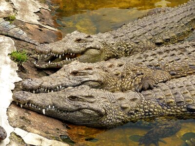 Crocodile africa reptile photo