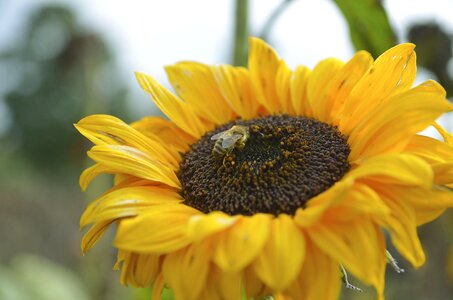 Yellow blossom bloom