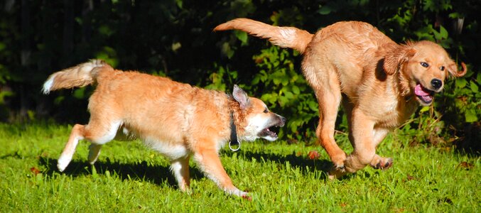 Puppies play young dog photo