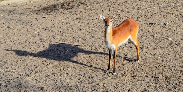 Fauna africa