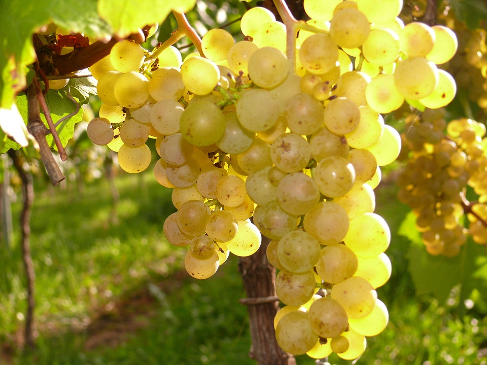 Vines autumn grapevine