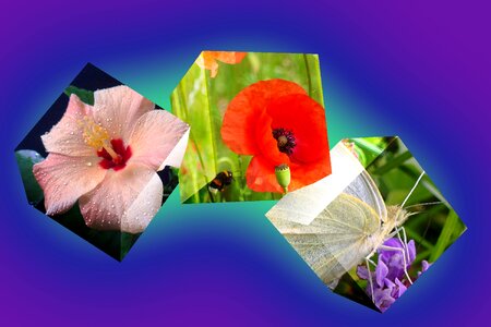 Flowers animation photoshop
