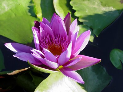 Beautiful flower lily pond photo