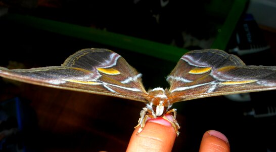 Butterfly bombyx nature